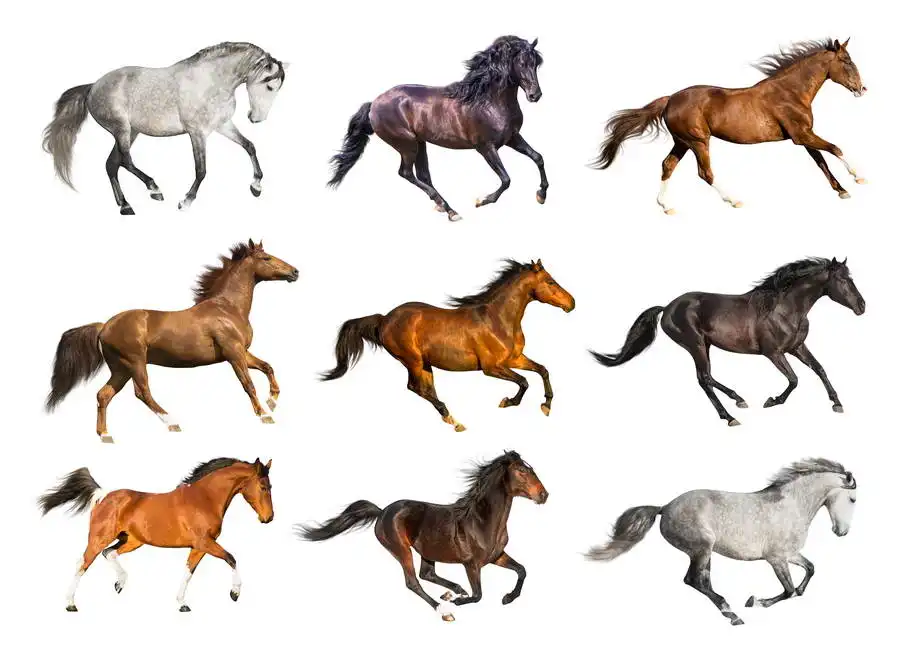 Unknown: Collage de chevaux