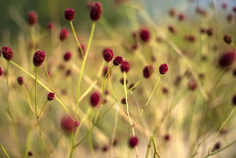 Unknown: Sanguisorba officinalis, Bajkal
