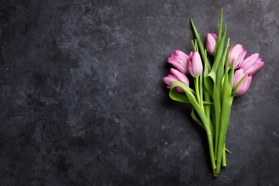 Unknown: Tulipani