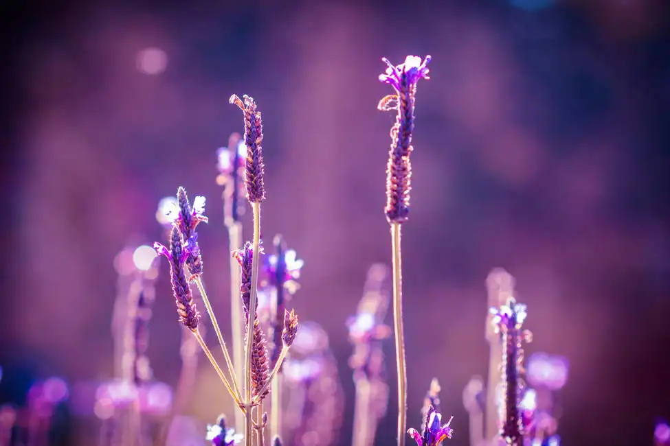 Unknown: Lavender flowers
