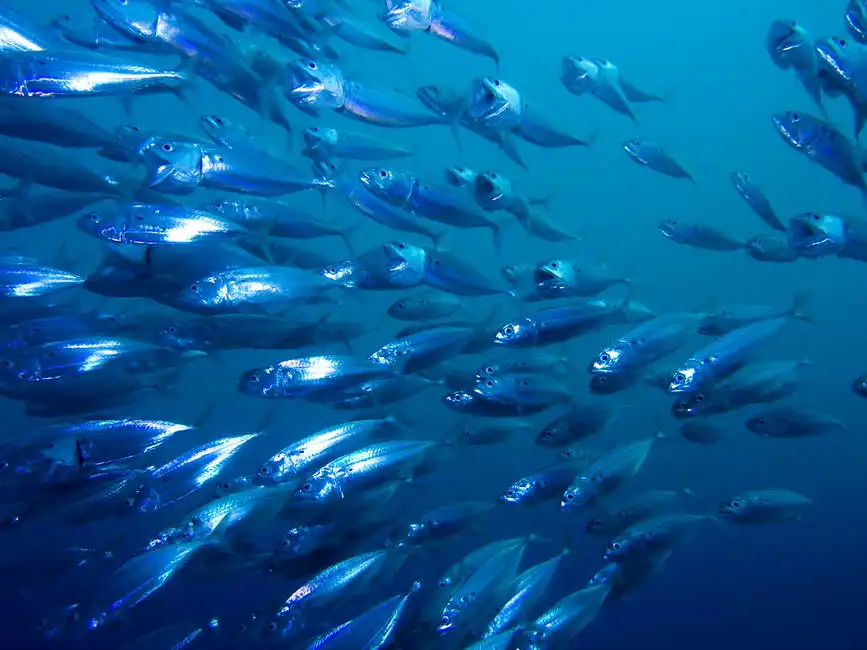 Unknown: Sgombri nel Mar Rosso