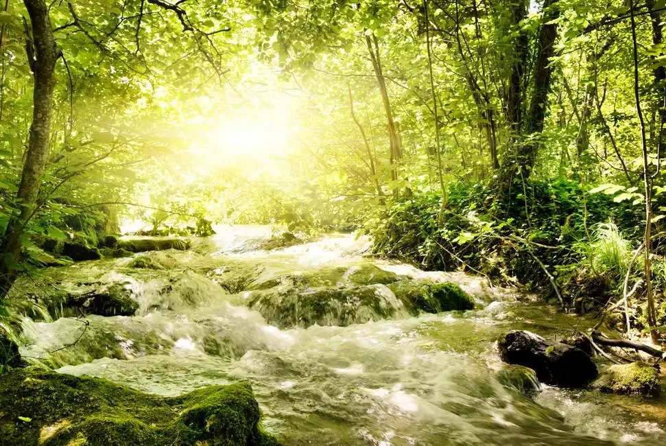 Unknown: Sonnenlicht im Wald