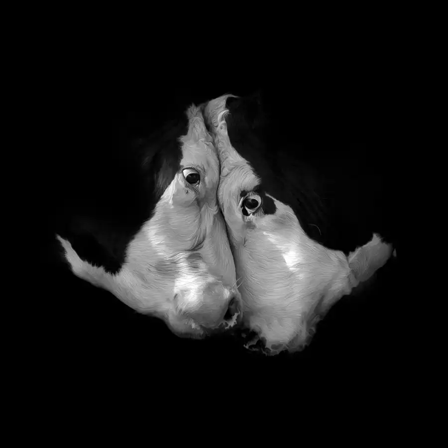 Thalin, Bee: Tjurskallar/Bullheads