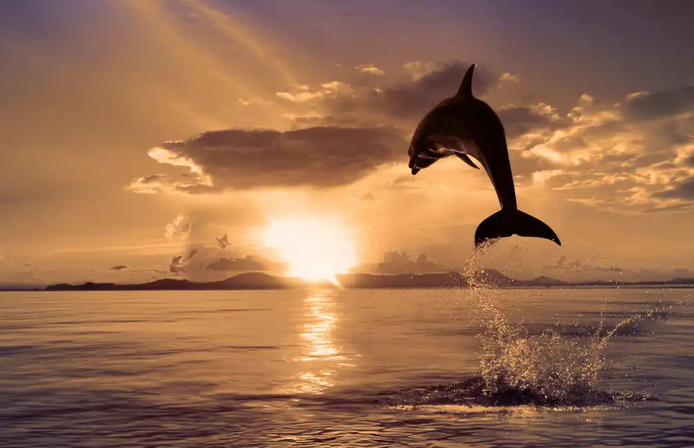 Unknown: Dolphin to the sun