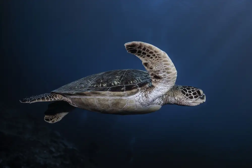 Gabriel, Barathieu: Marine life: Green Turtle