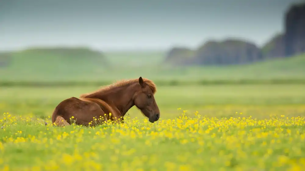Zygmunt, Milan: Icelandic horse