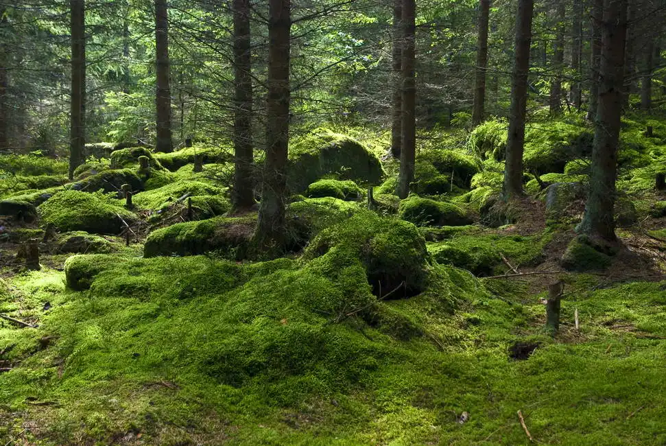 Unknown: Forêt vierge