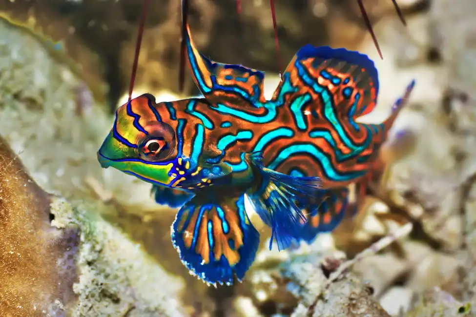 Unknown: Tropische Fische