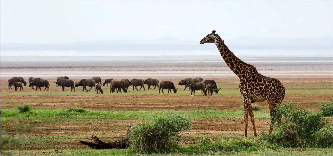 Unknown: Giraffa e bufalo