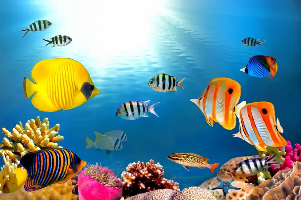 Unknown: Barriera corallina nel Mar Rosso