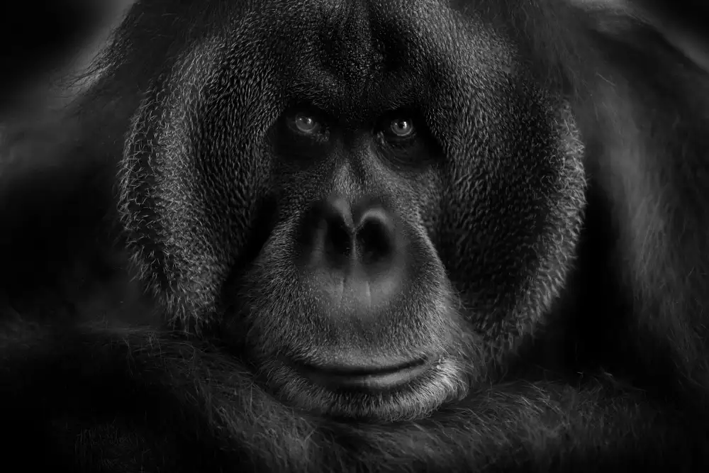 WildKay: Mauricio