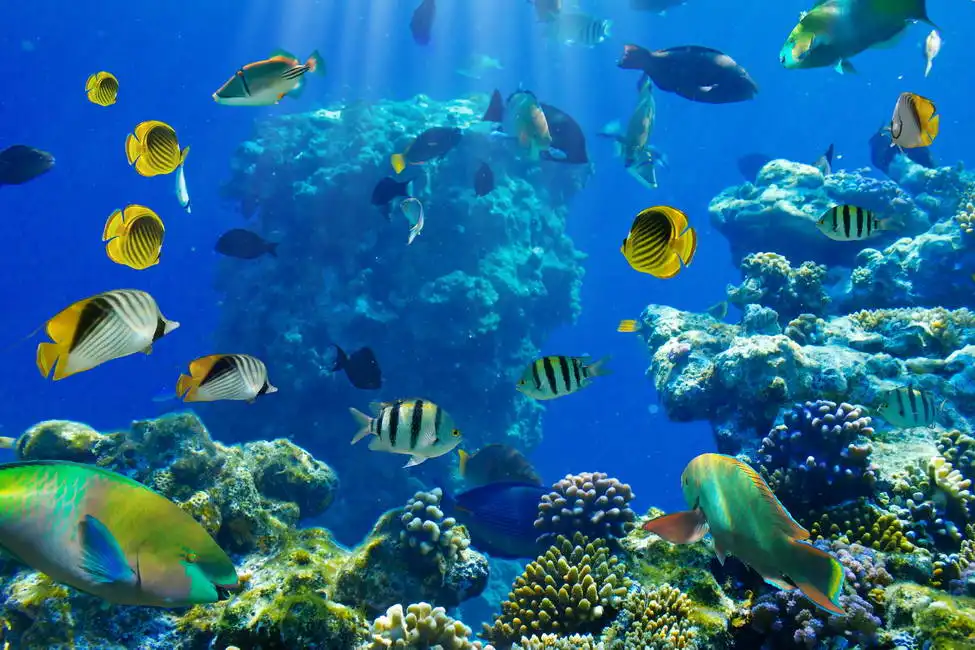 Unknown: Pesci tropicali su una barriera corallina