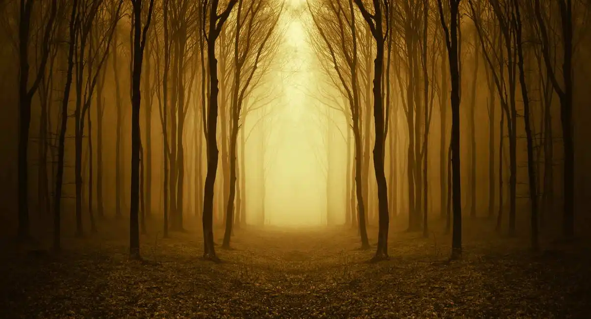 Unknown: La strada attraverso la foresta