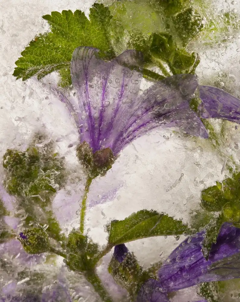 Losada, Secundino: Frozen mallow flower