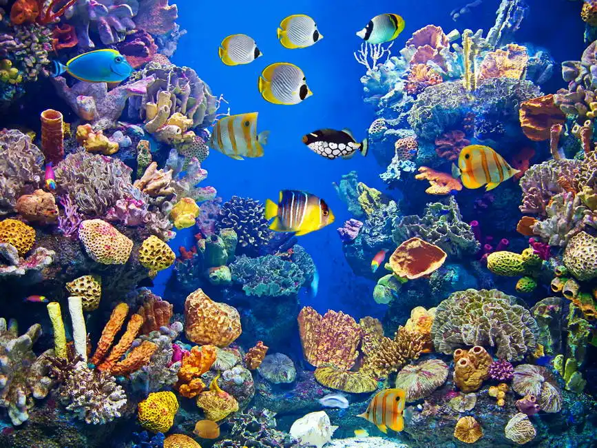 Unknown: Arrecife de coral