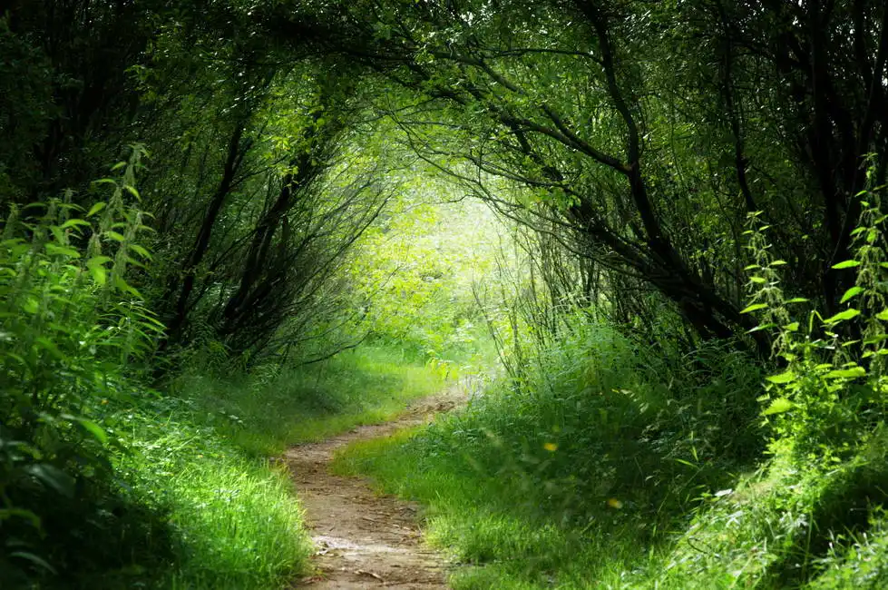 Unknown: Journey deep forest