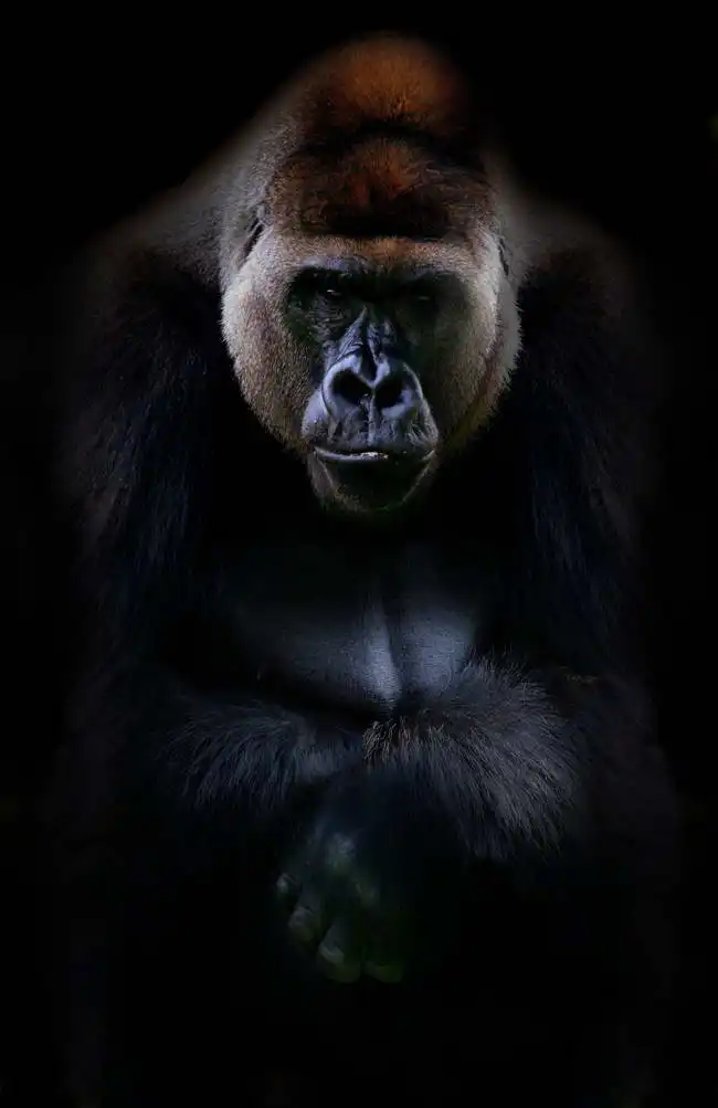 Unknown: Portrait de gorille