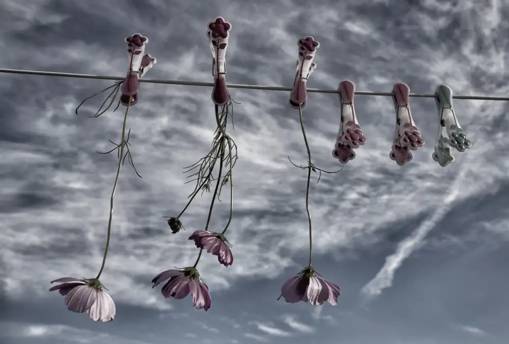 Yvette,,,, Depaepe,,,,: Flowers never get tired of a blue sky