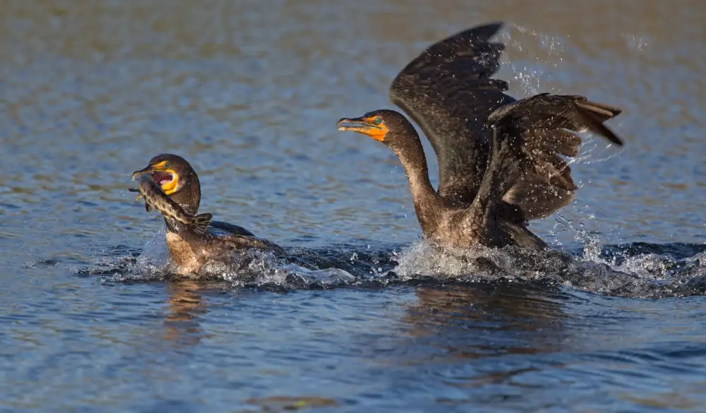 Forns, Alfred: Bird Fight !!!