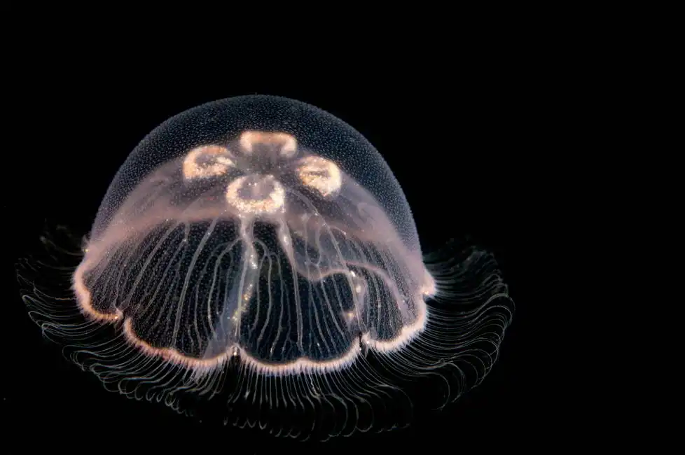 Unknown: Aurelia aurita, jellyfish