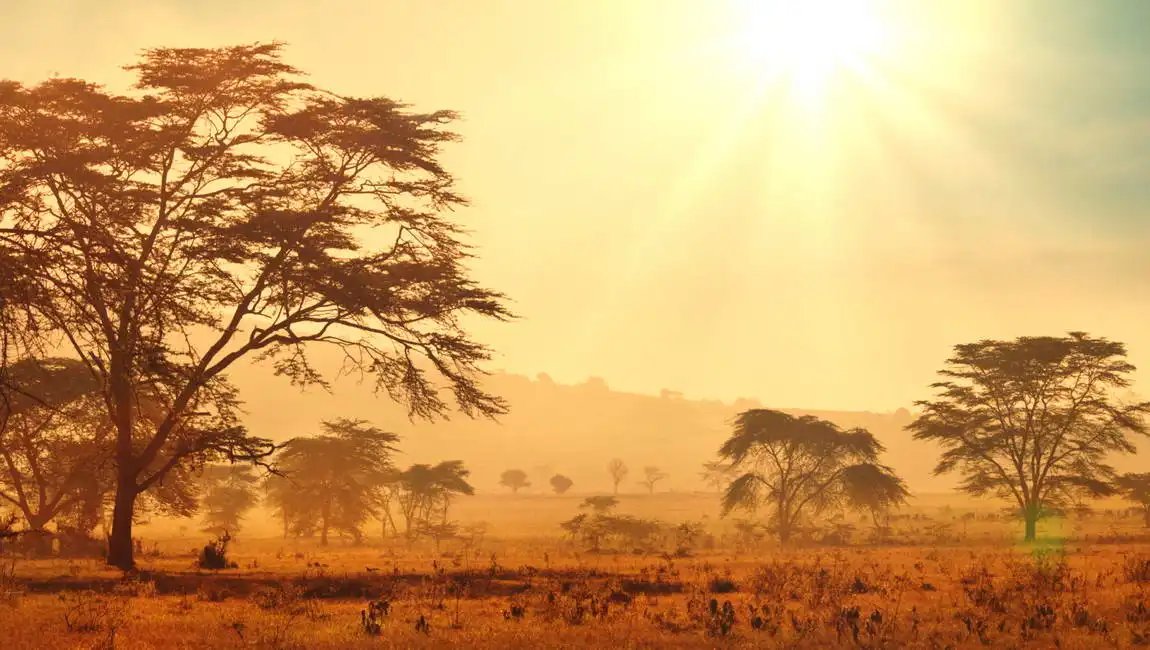 Unknown: African Savannah at sunrise