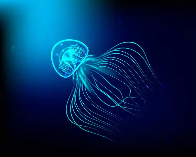 Unknown: Jellyfish