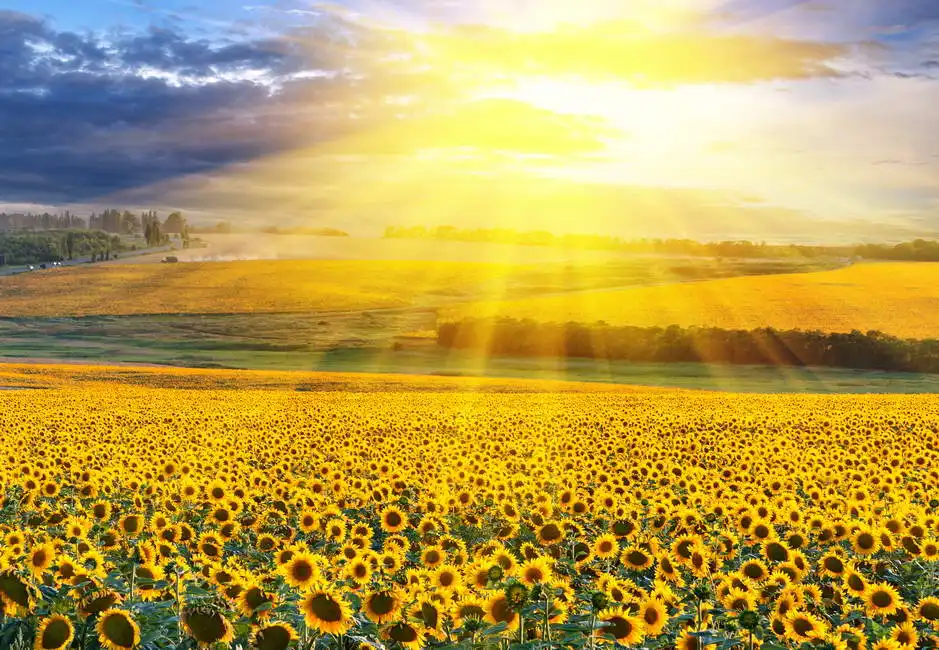 Unknown: Sunset over a field of sunflowers