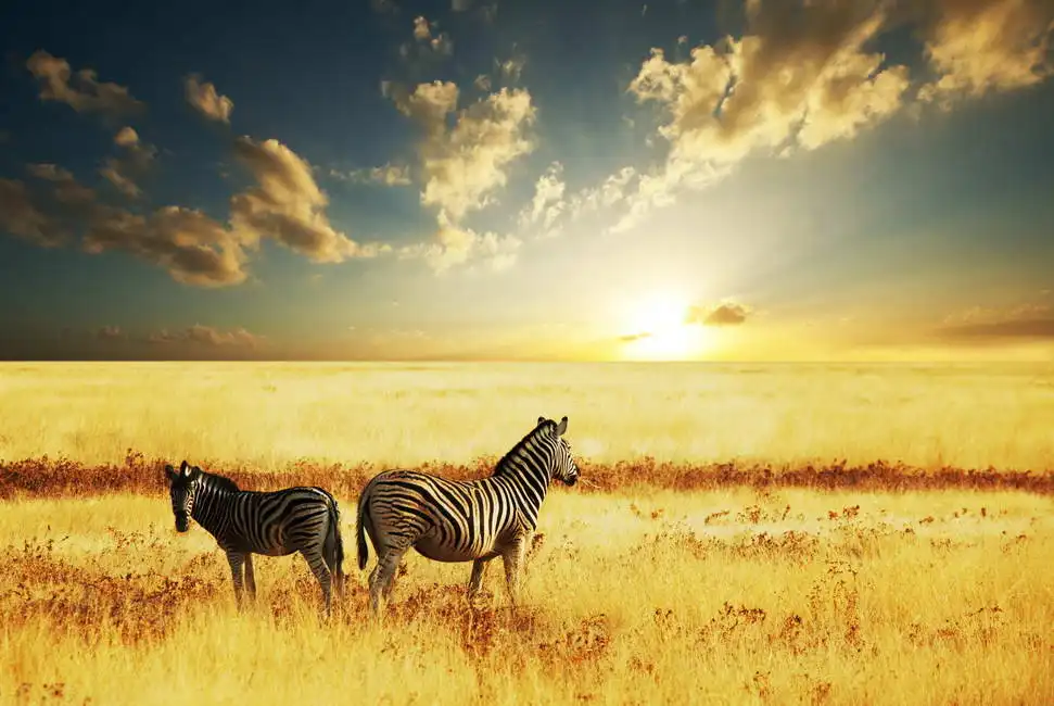 Unknown: Zèbres au coucher du soleil