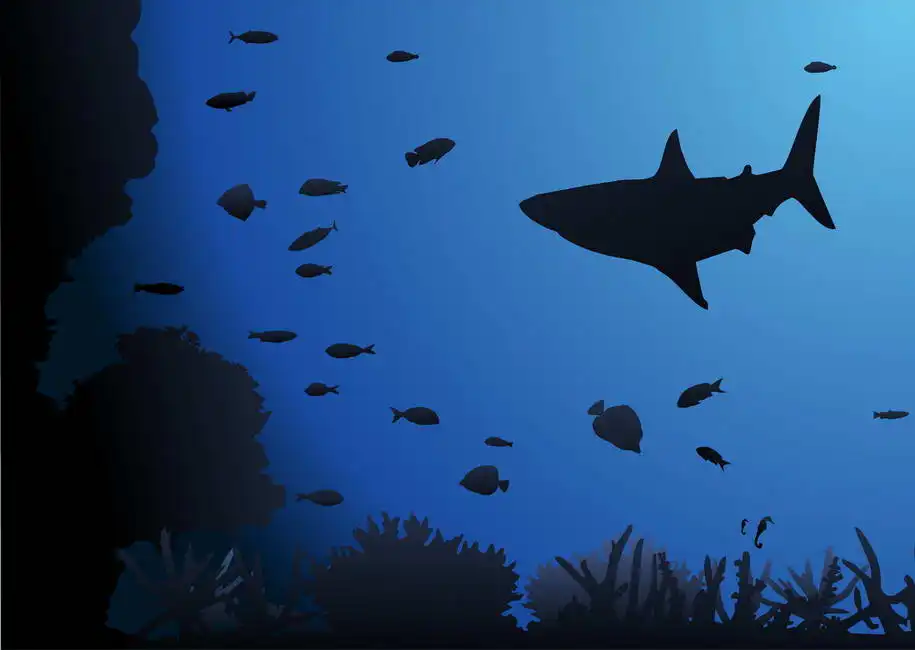 Unknown: Requin