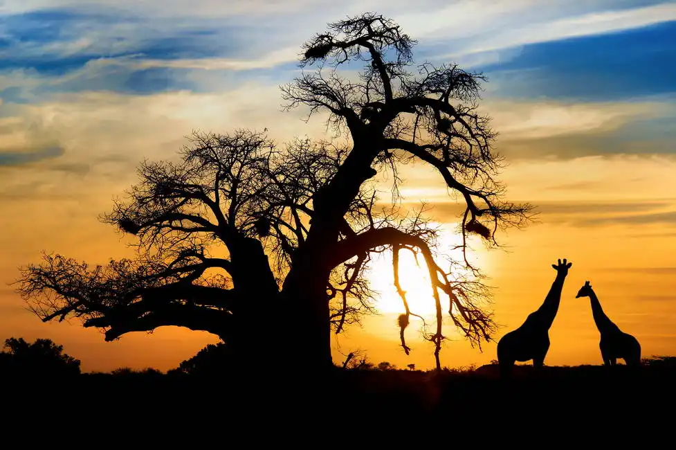 Unknown: Baobab