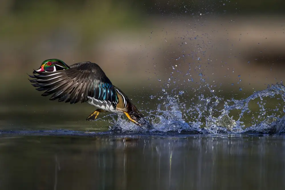 Verdon: Woodie die Ente