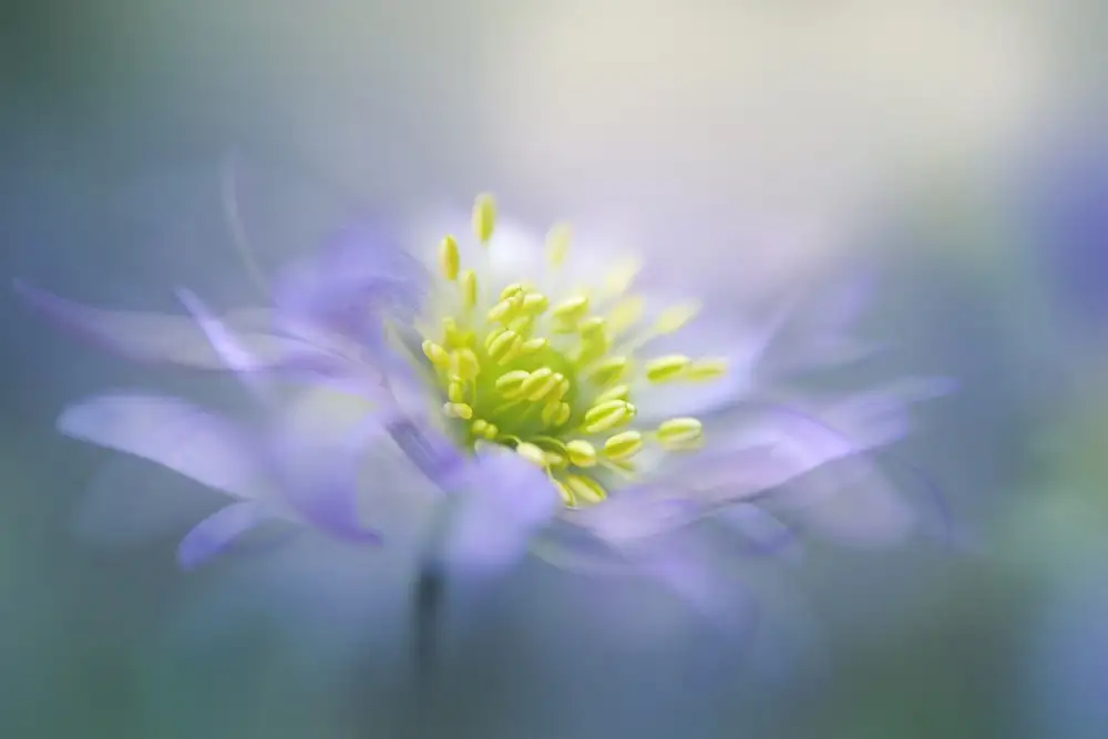 Parker, Jacky: Windflower