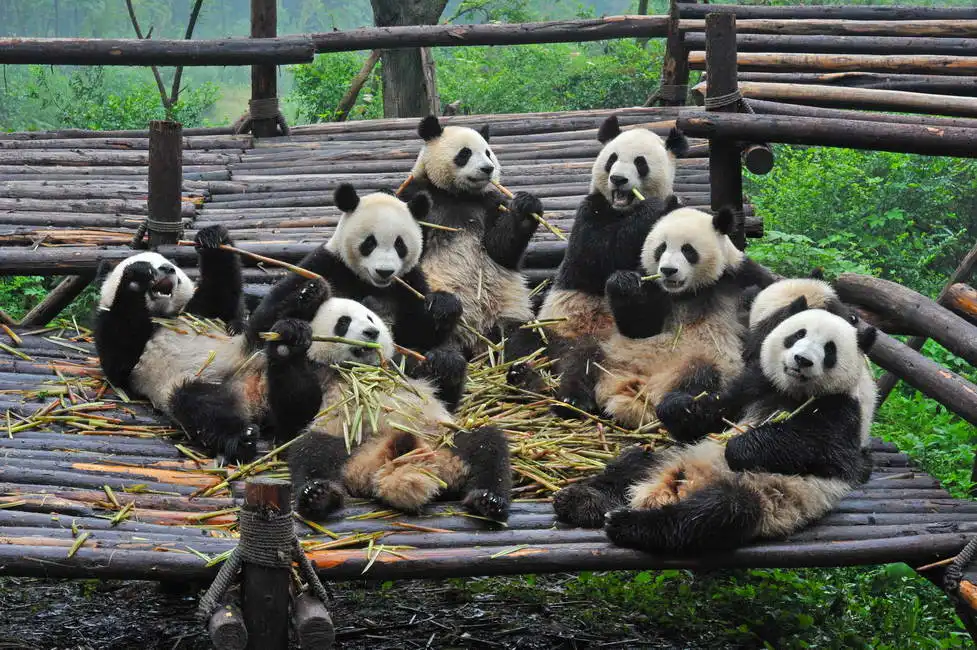 Unknown: Pandas at lunch