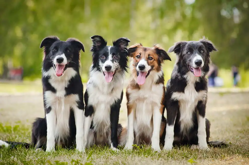 Unknown: Border Collie