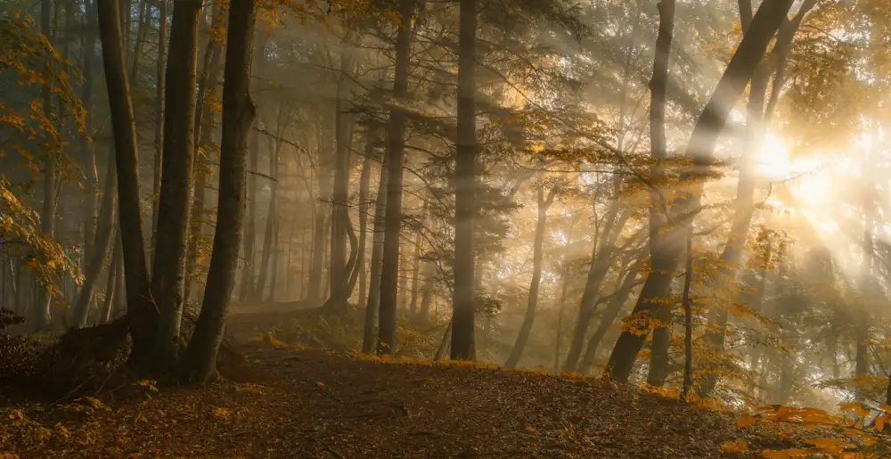 Maier, Norbert: Waldlicht