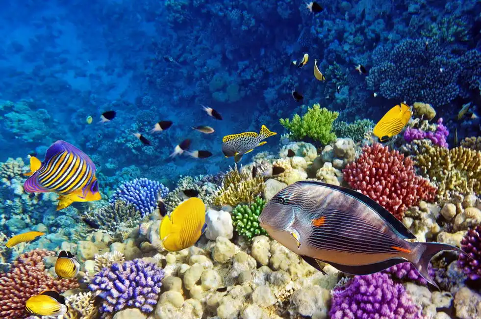 Unknown: Coral reef, Red Sea, Egypt