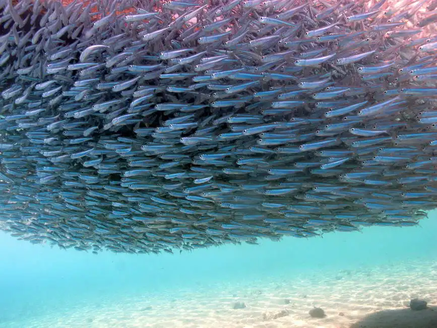 Unknown: Pesce sotto la barca, Mar Rosso