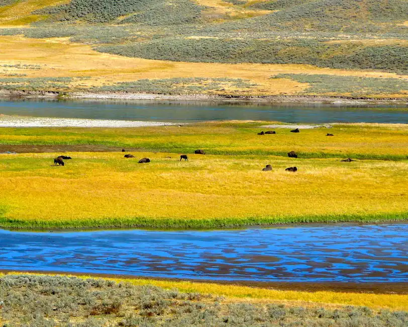 Unknown: Branco di bufali nella Hayden Valley, Yellowstone