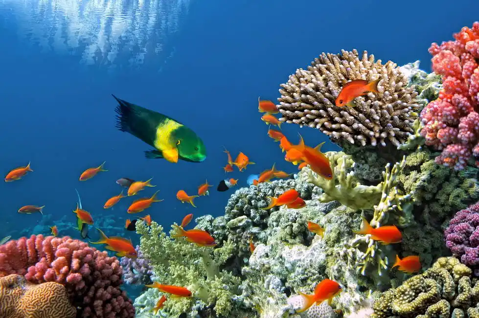 Unknown: Tropical fish on a coral reef in the Red Sea