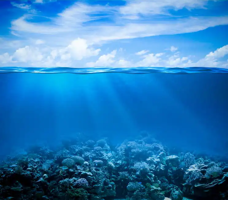 Unknown: Arrecifes de coral y fondos marinos