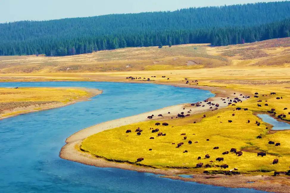 Unknown: Bufalo del Paradiso nel Parco Nazionale di Yellowstone
