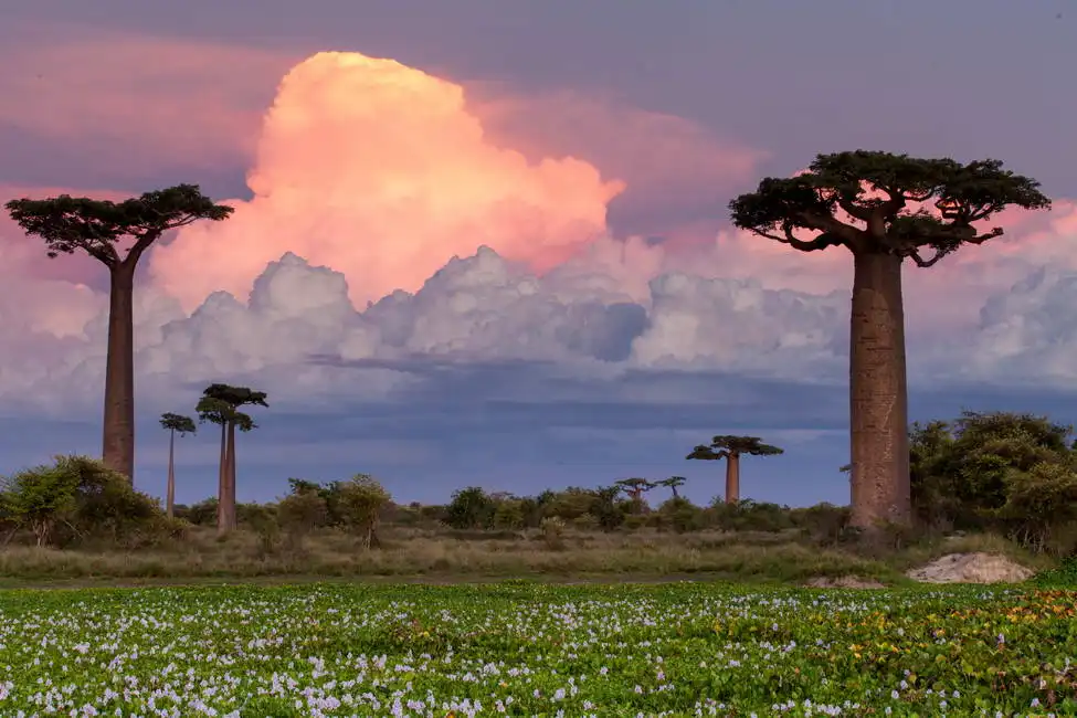 Unknown: Baobab Alley, Madagaskar