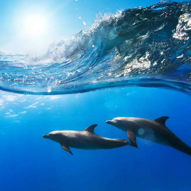 Unknown: Two dolphins
