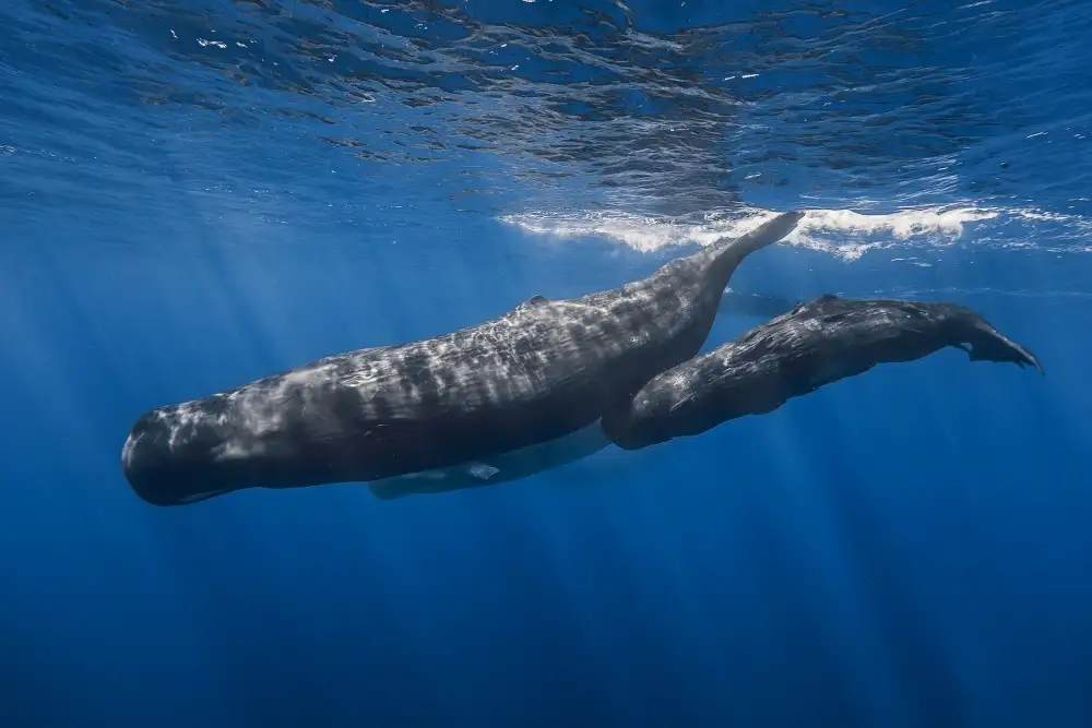 Gabriel, Barathieu: Sperm whale family