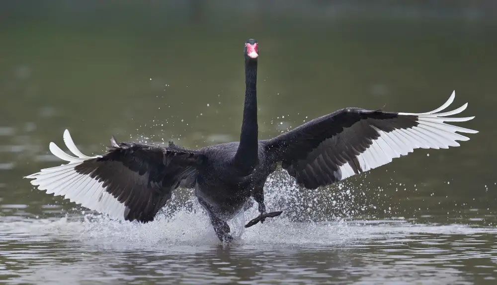 Tjandra, C.S.: Black Swan