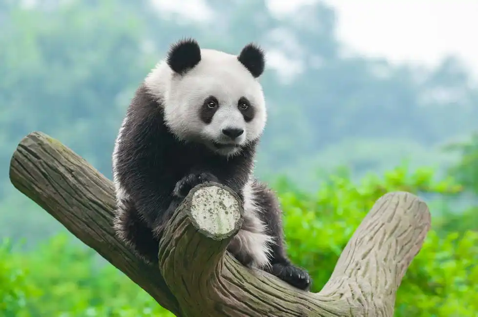 Unknown: Panda