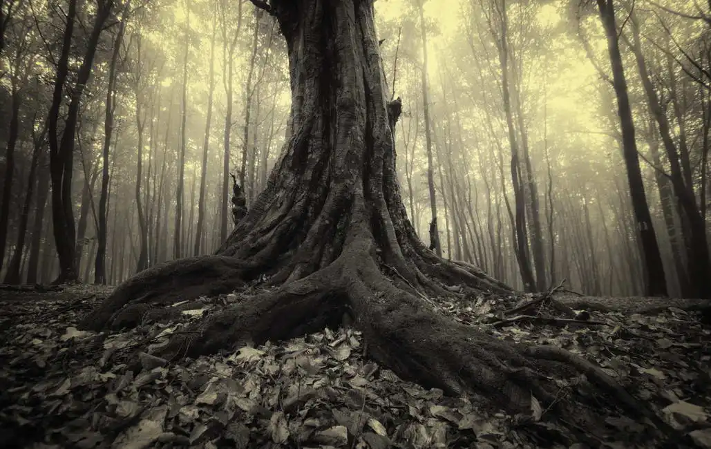 Unknown: Las raíces del árbol