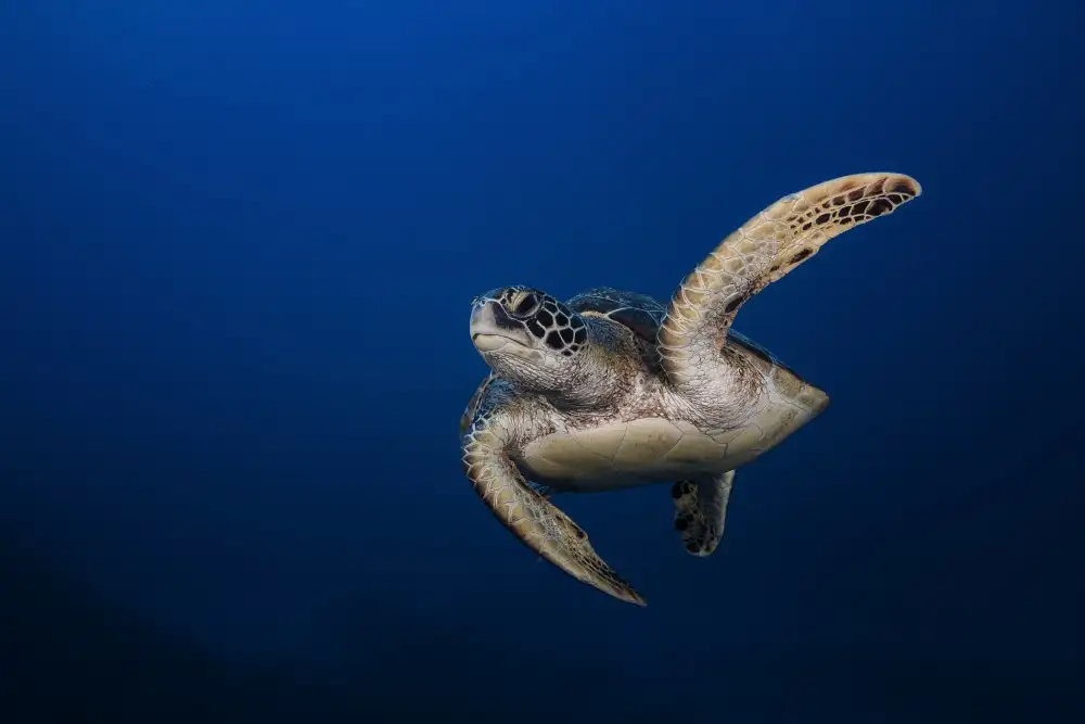 Gabriel, Barathieu: Tortue verte