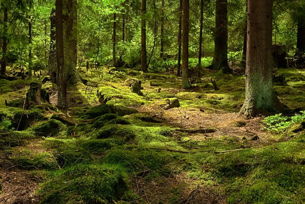 Neznámý: Prales