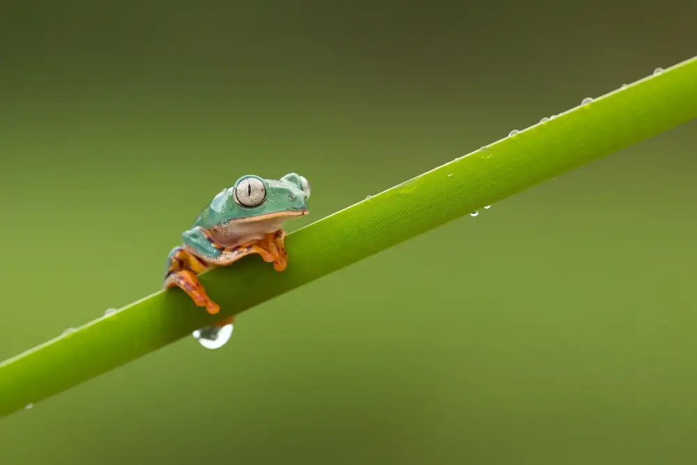 Zygmunt, Milan: Barred Leaf Frog